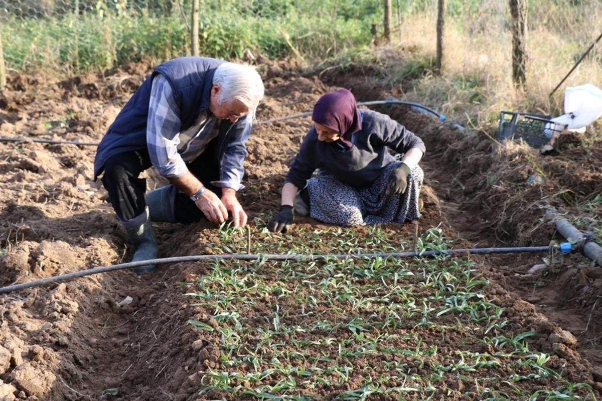 Ordu&rsquo;da salep &uuml;retimine başlandı