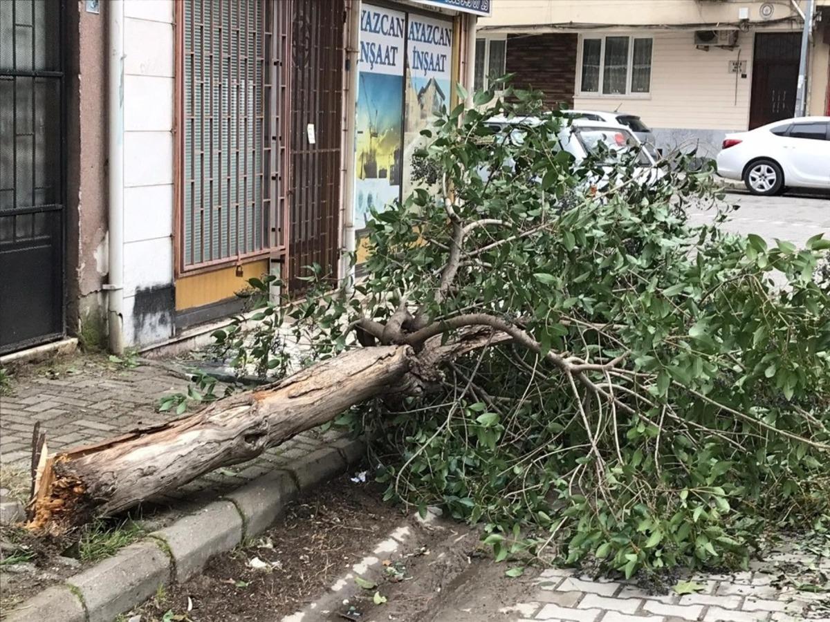 Edremit&rsquo;te poyraz fırtınası &ccedil;atıları u&ccedil;urdu, ağa&ccedil;ları devirdi