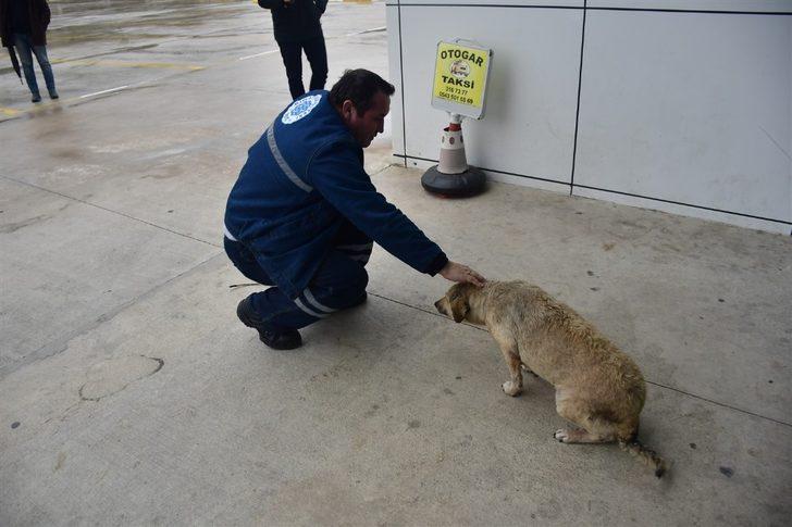 Hayvan dostu Biga Belediyesi G1