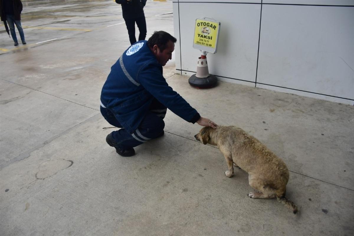 Hayvan dostu Biga Belediyesi