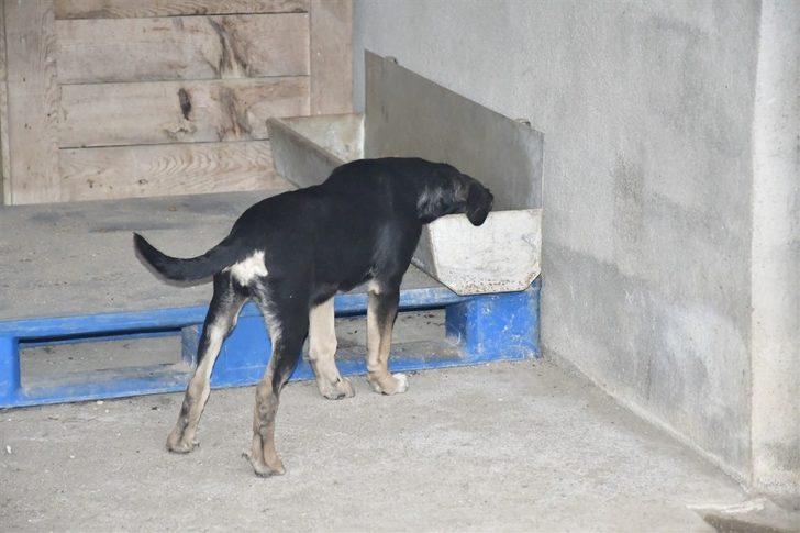 Hayvan dostu Biga Belediyesi G2