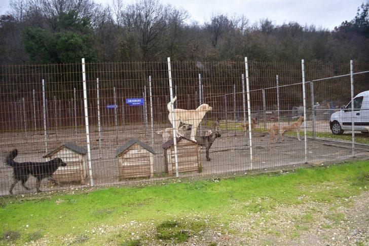 Hayvan dostu Biga Belediyesi G4