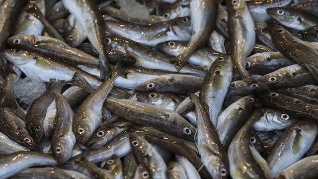  Karadenizli balıkçıların yüzü dip balıklarıyla gülüyor