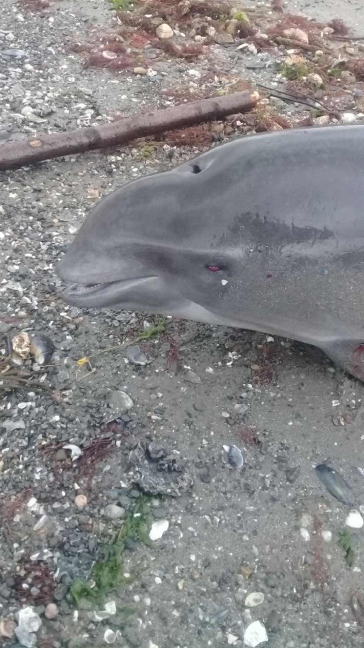 Yalova&rsquo;da &ouml;l&uuml; yunus bulundu