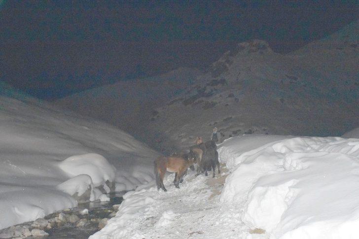 Hakkari’de dağlık alanda mahsur kalan atlar kurtarıldı G3