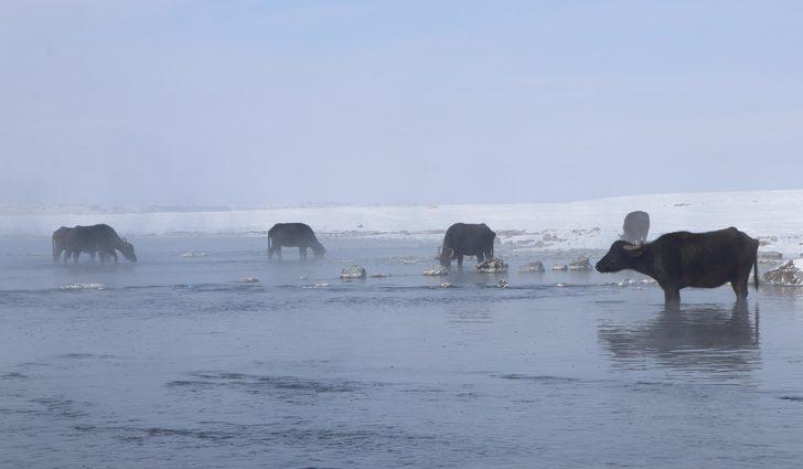 Soğuk hava mandaları da vurdu! Gölün dibindeki yosunlarla besleniyorlar G1