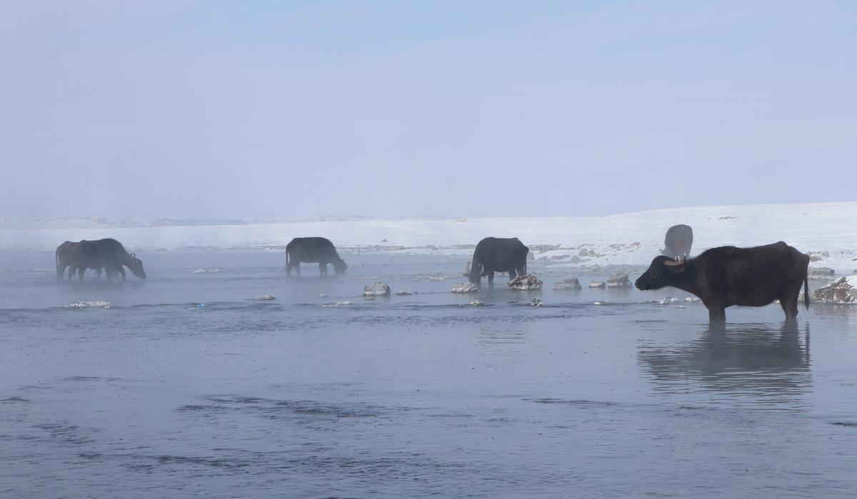 Soğuk hava mandaları da vurdu! G&ouml;l&uuml;n dibindeki yosunlarla besleniyorlar