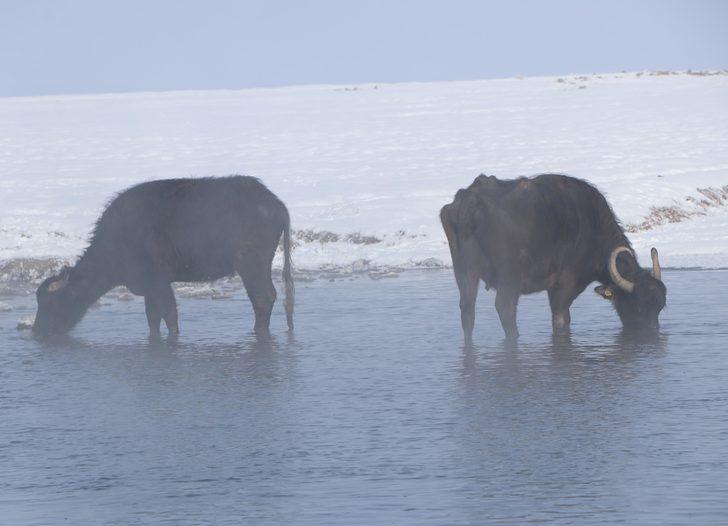 Soğuk hava mandaları da vurdu! Gölün dibindeki yosunlarla besleniyorlar G2