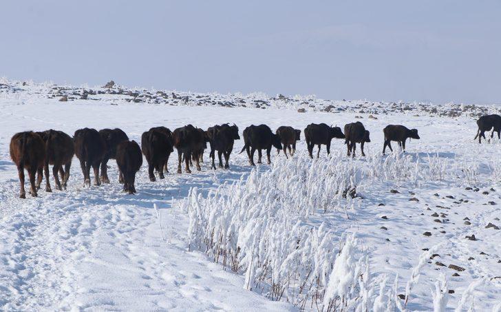 Soğuk hava mandaları da vurdu! Gölün dibindeki yosunlarla besleniyorlar G3