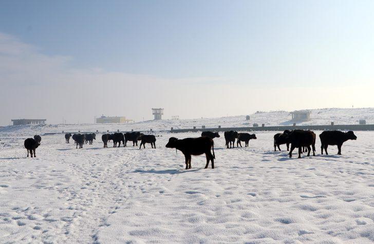 Soğuk hava mandaları da vurdu! Gölün dibindeki yosunlarla besleniyorlar G4