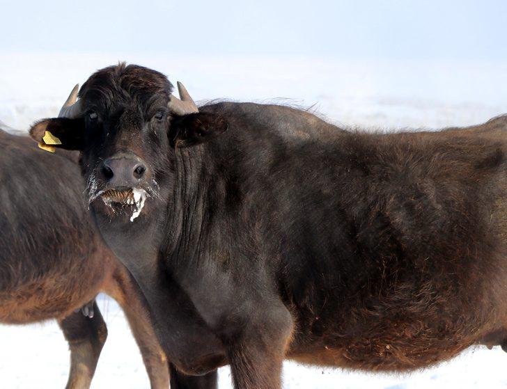 Soğuk hava mandaları da vurdu! Gölün dibindeki yosunlarla besleniyorlar G5