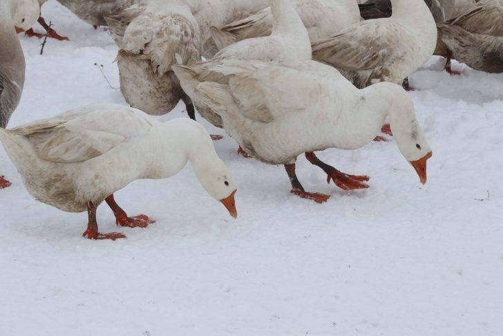 Güroymak kazı Kars kazına rakip oldu G1