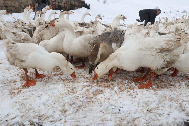 Güroymak kazı Kars kazına rakip oldu G5