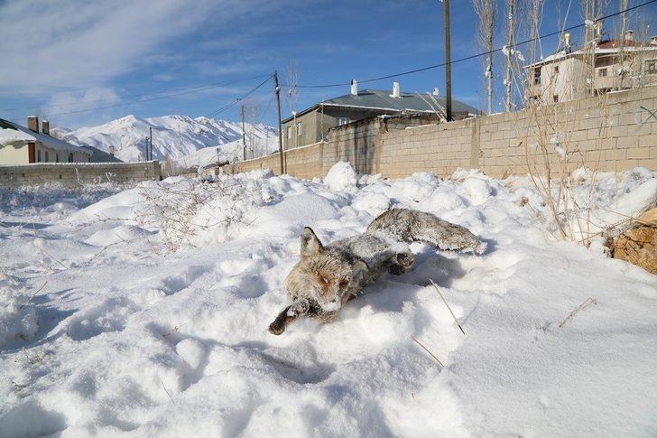 Eksi 20 derecede yiyecek arayan tilki donarak can verdi G2