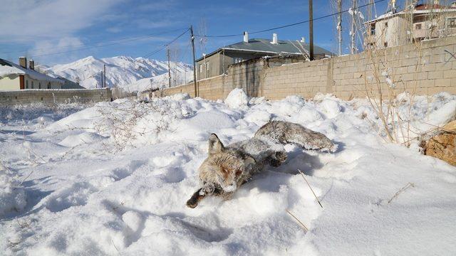 Eksi 20 derecede yiyecek arayan tilki donarak can verdi