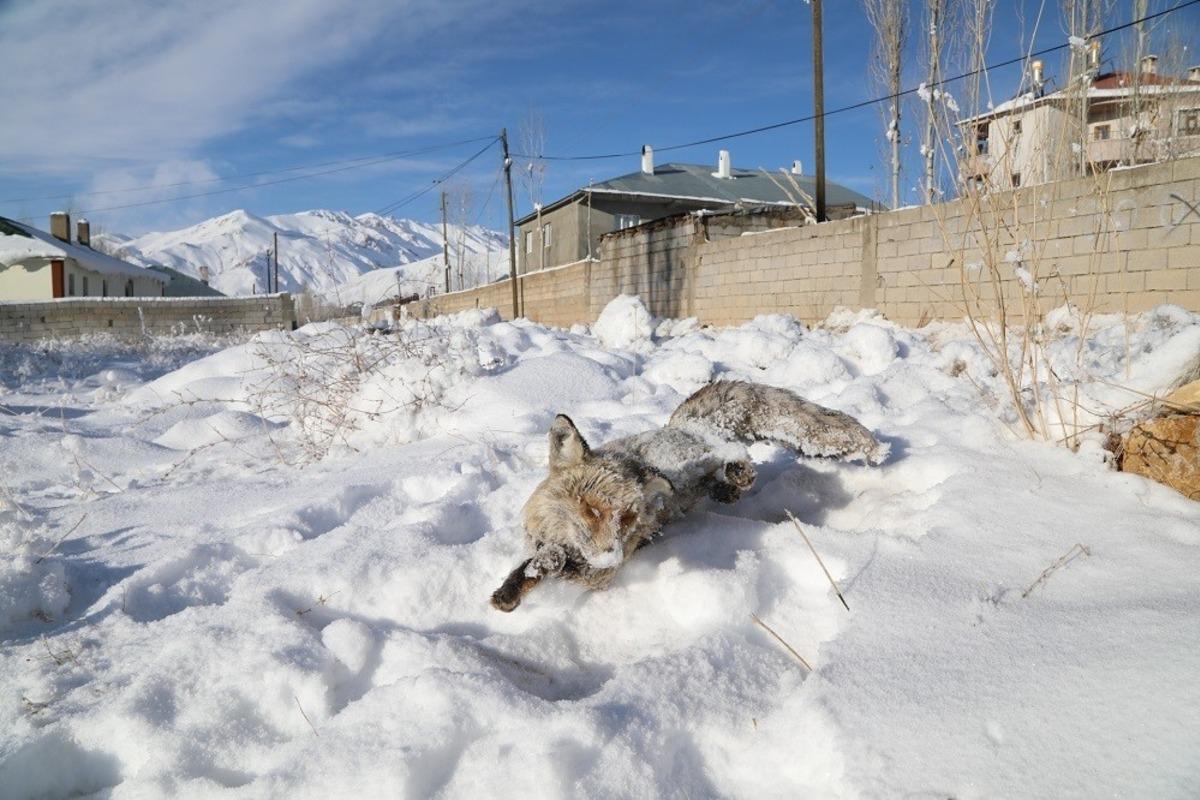 Eksi 20 derecede yiyecek arayan tilki donarak can verdi