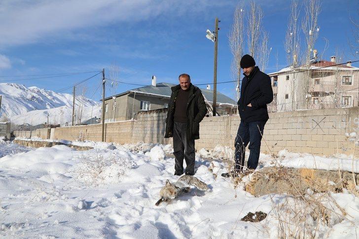 Eksi 20 derecede yiyecek arayan tilki donarak can verdi G4