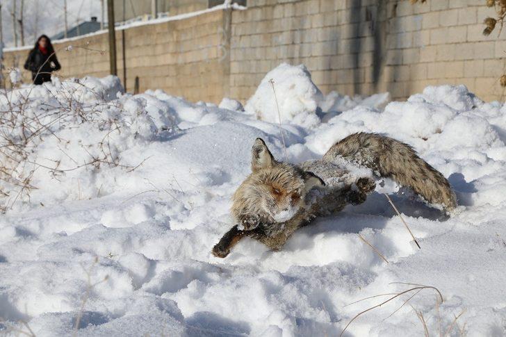 Eksi 20 derecede yiyecek arayan tilki donarak can verdi G1