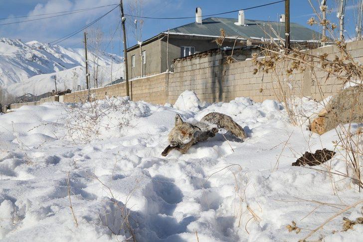 Eksi 20 derecede yiyecek arayan tilki donarak can verdi G3