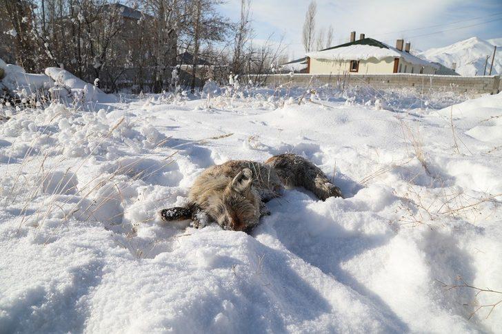 Eksi 20 derecede yiyecek arayan tilki donarak can verdi G5