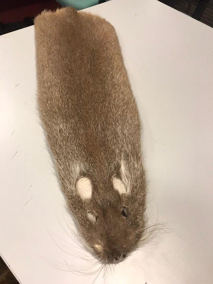 Esenboğa Havalimanı'nda 240 kunduz postu ele geçirildi G2