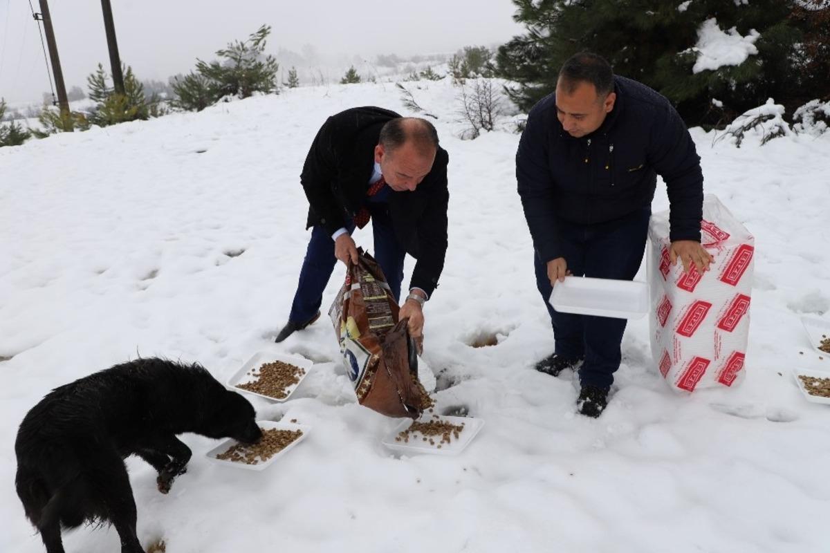 Karda kalan sokak hayvanlarını beslediler