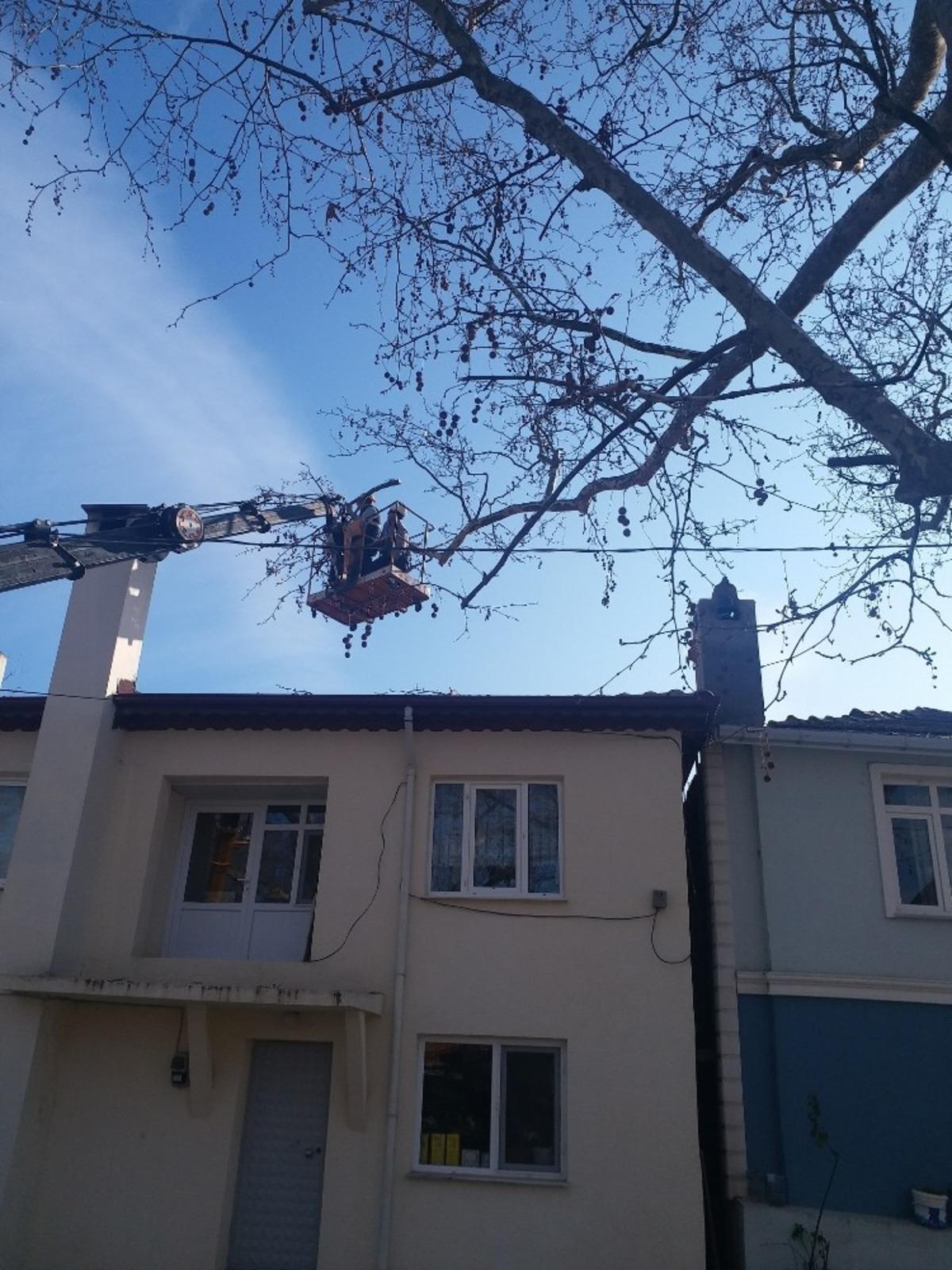 Tekirdağ&rsquo;da anıt ağa&ccedil;lara bakım