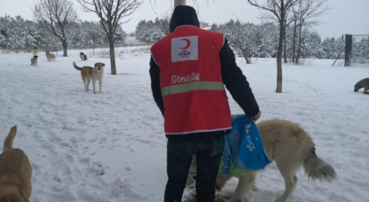 DP&Uuml; Kızılay Topluluğu hayvanlara yem bıraktı