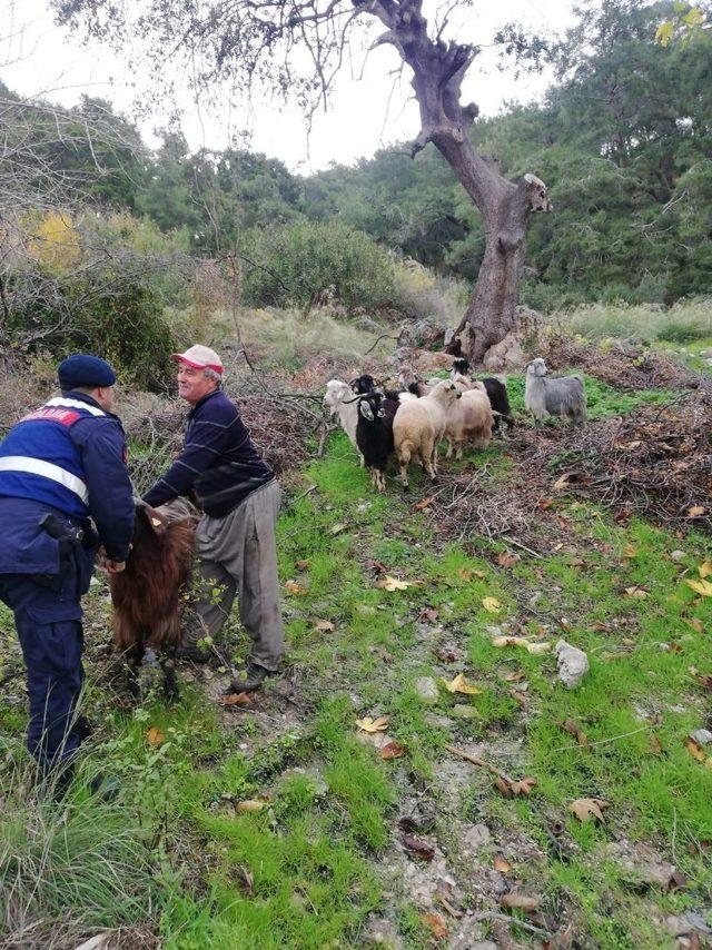 Kayıp keçileri jandarma buldu