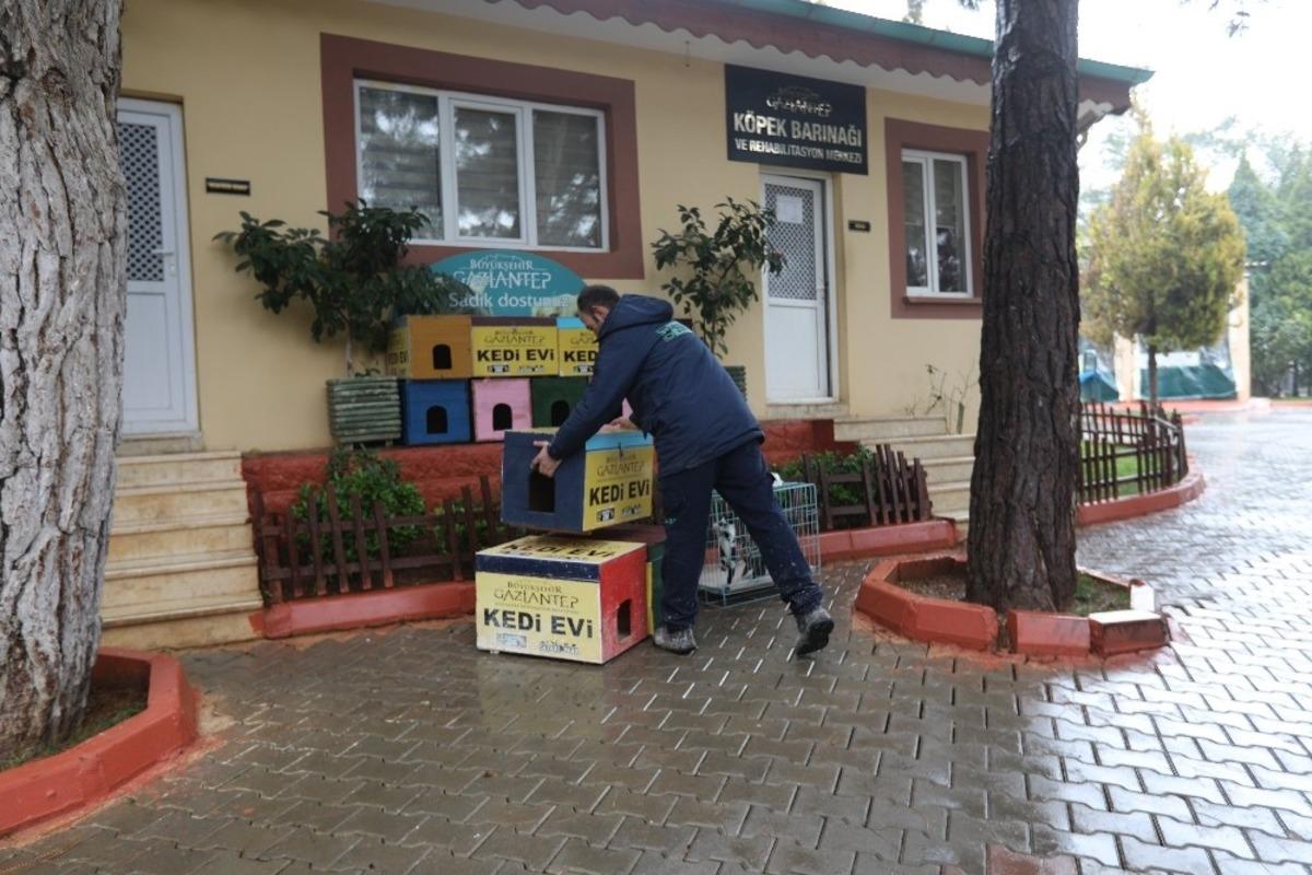 Sokak kedileri kışın &uuml;ş&uuml;meyecek