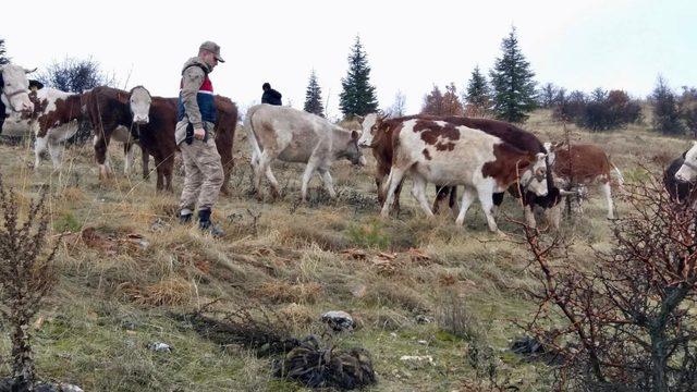 Kayıp hayvanları bulununca jandarmaya sarıldı