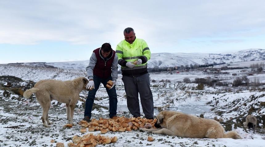 Sokak hayvanları unutulmuyor