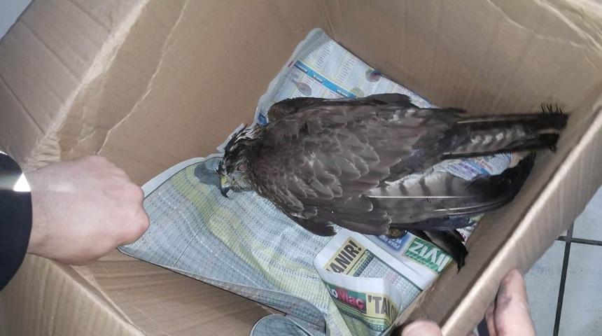 Trafik ekiplerinin hayvan sevgisi