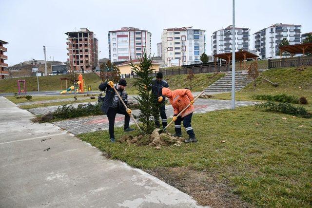 10 yılda 150 bin fidan dikildi