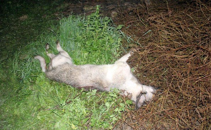 Adana’da köpek vahşeti! Dayısını parçalanmış halde buldu G1