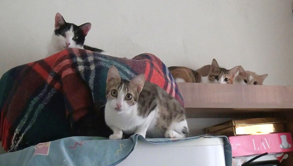 Sokakta bulup sahipleniyor... 2 odalı evde 17 kedi ile birlikte yaşıyor