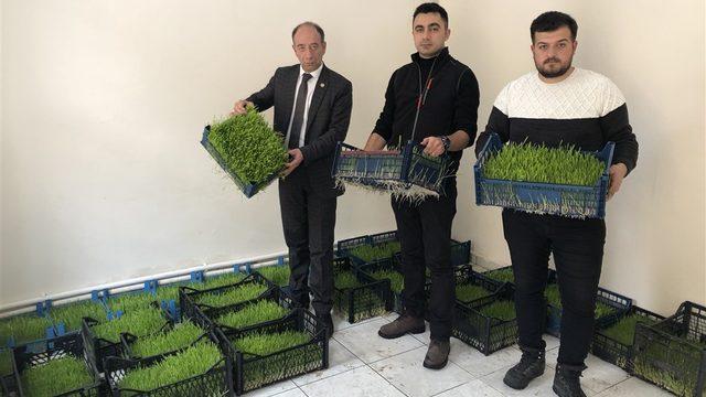 Ahırlarda yem üretilecek