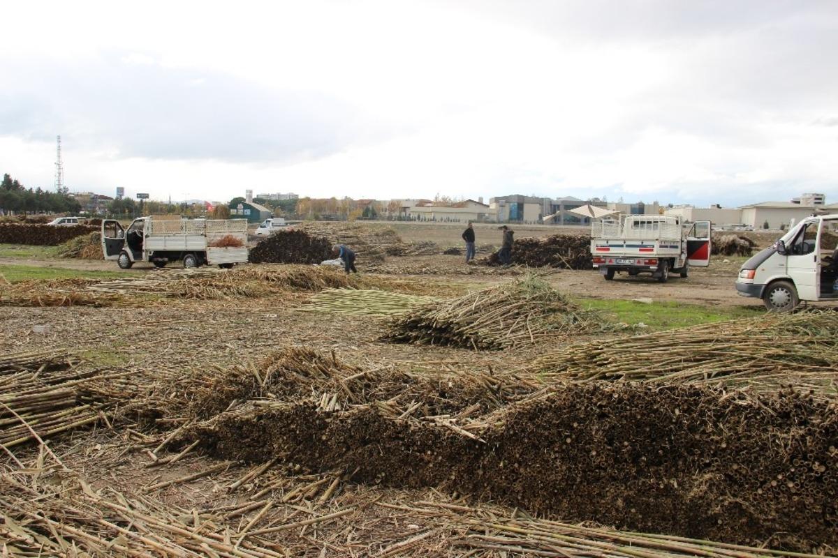 Aydınlı Romanların kargı mesaisi başladı