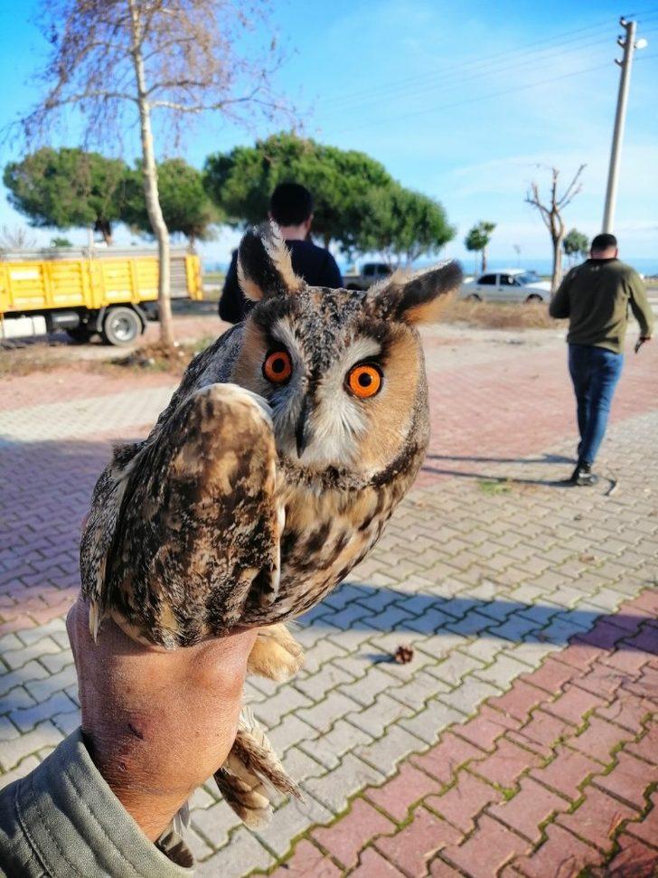Belediye işçileri nesli tükenmek üzere olan ‘puhu baykuşu’ buldu G2