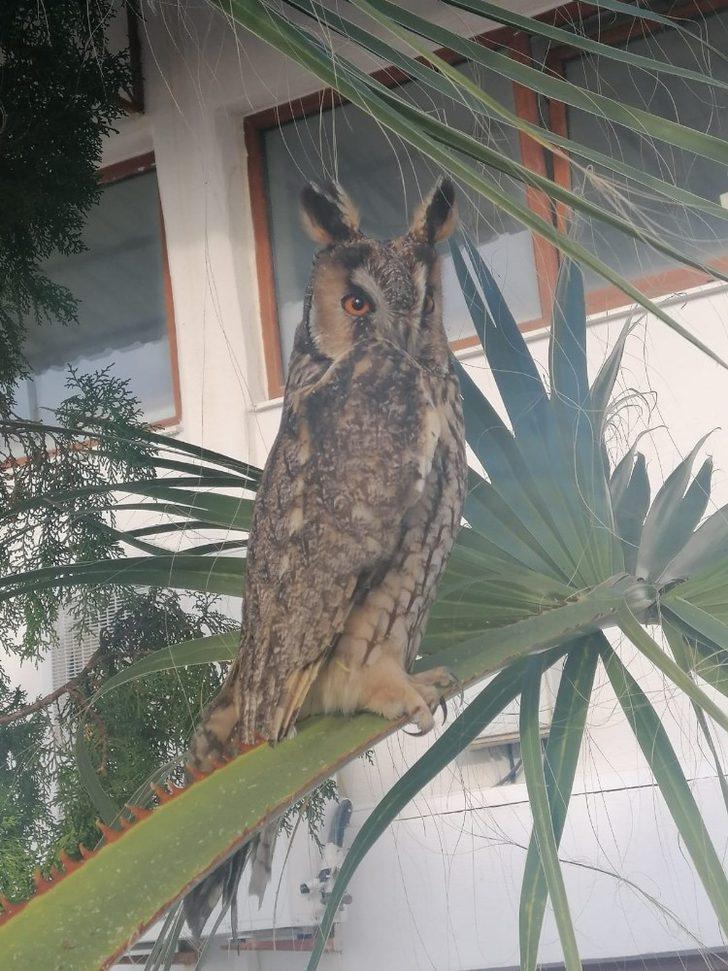 Belediye işçileri nesli tükenmek üzere olan ‘puhu baykuşu’ buldu G3