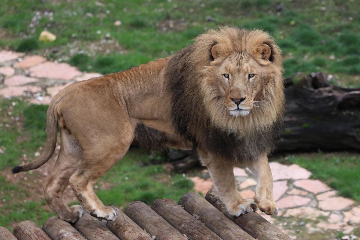 Sudan Devlet Başkanı'nın Cumhurbaşkanı Erdoğan&rsquo;a hediye ettiği aslanlar b&uuml;y&uuml;d&uuml;