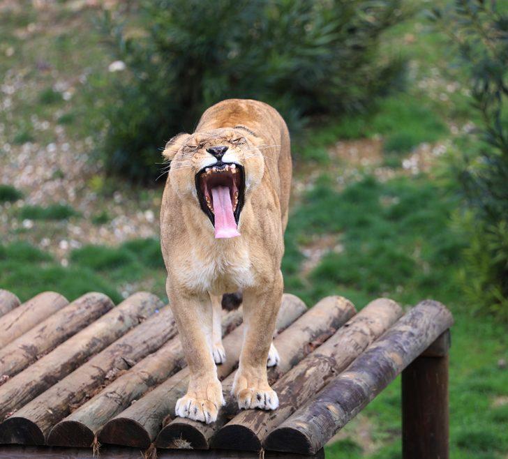 Sudan Devlet Başkanı'nın Cumhurbaşkanı Erdoğan’a hediye ettiği aslanlar büyüdü G1