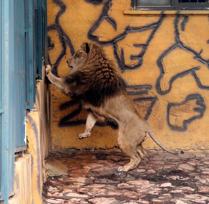 Sudan Devlet Başkanı'nın Cumhurbaşkanı Erdoğan’a hediye ettiği aslanlar büyüdü G4