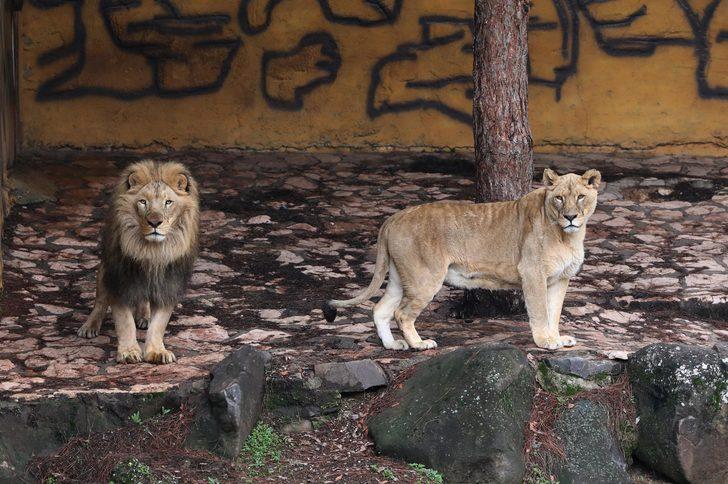 Sudan Devlet Başkanı'nın Cumhurbaşkanı Erdoğan’a hediye ettiği aslanlar büyüdü G2