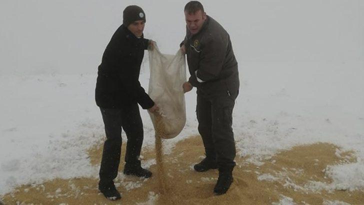 Doğadaki hayvanlar aç kalmasın diye yem bıraktılar G1