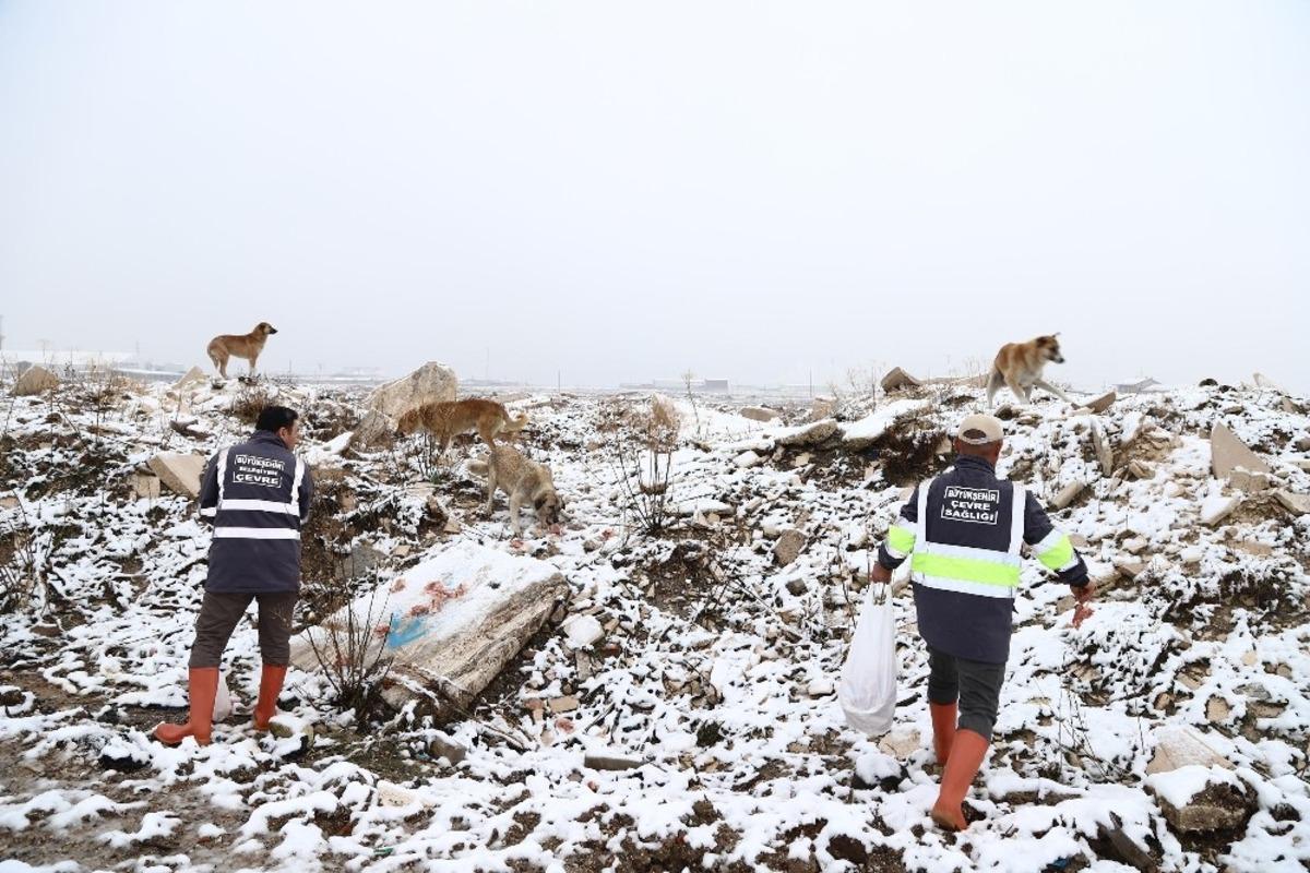 Sahipsiz hayvanlara d&uuml;zenli olarak yiyecek bırakılıyor