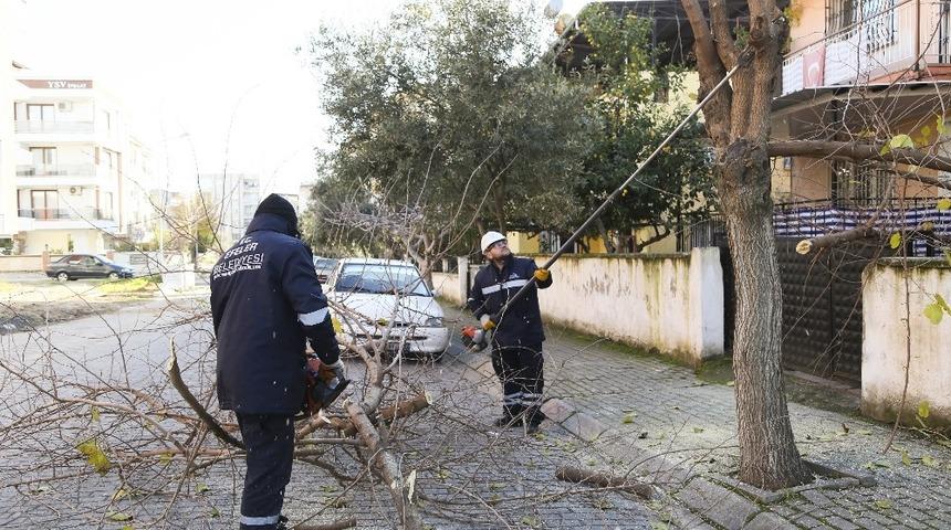 Efeler&rsquo;de budama &ccedil;alışmaları devam ediyor