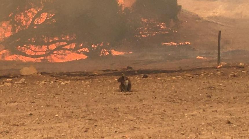 Avustralya'daki yangınlar nedeniyle yeni tahliye çağrıları yapıldı
