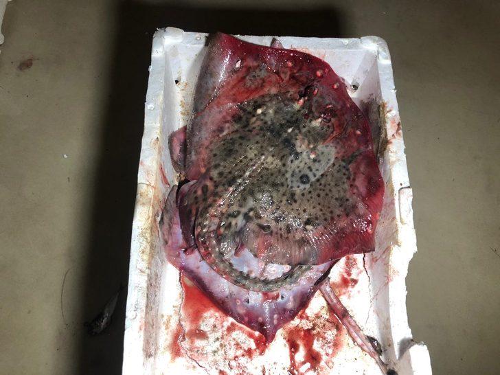 Marmara Denizi'nde yapılan denetimlerde 53 ton balığa el konuldu G1