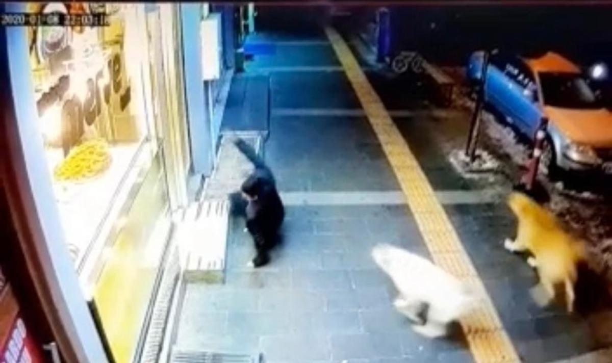 Gruplar halinde dolaşan sokak k&ouml;pekleri dehşet sa&ccedil;ıyor